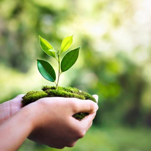hand holdig plant growing on green background with sunshine